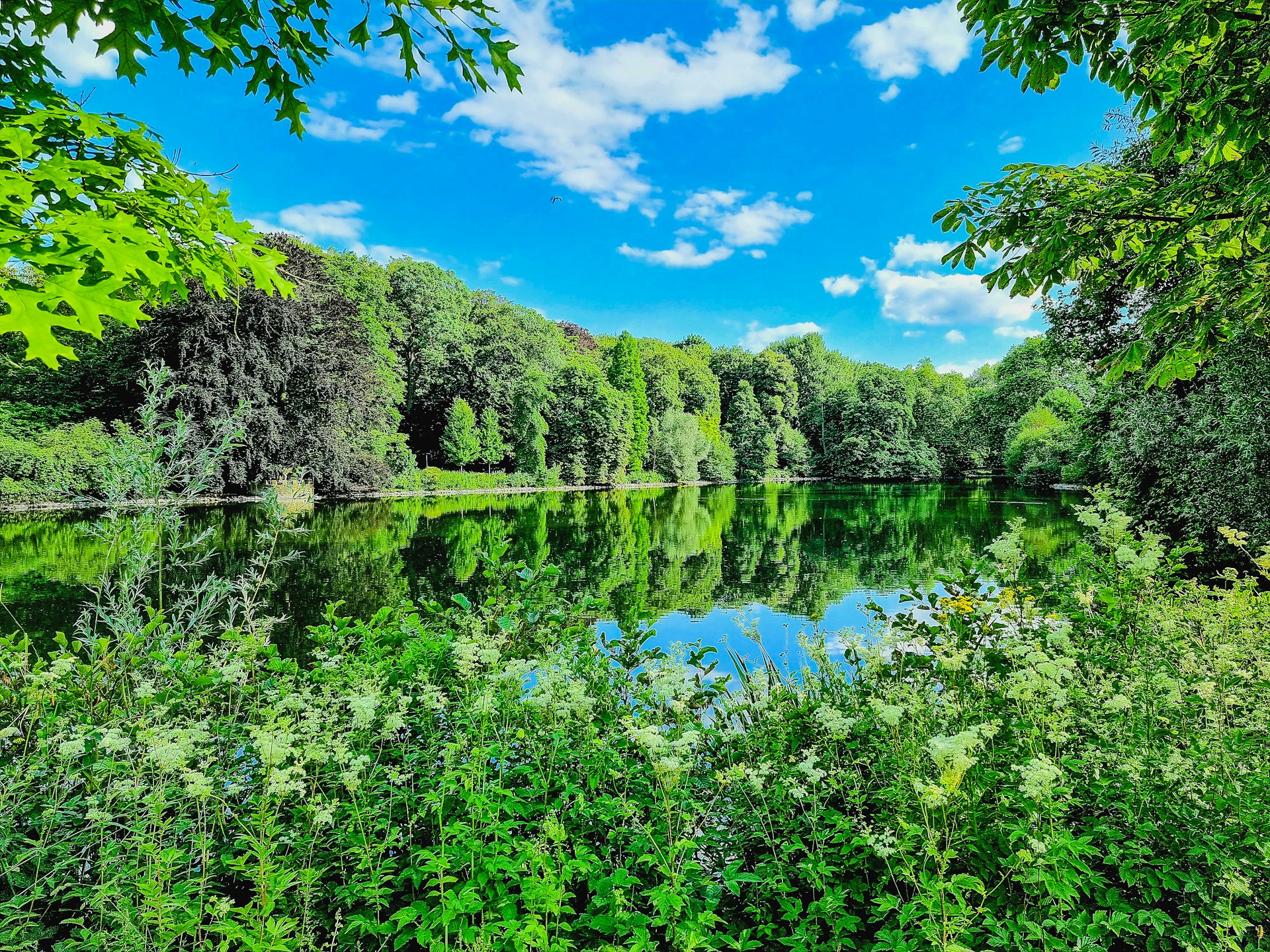 a lake surrounded by trees